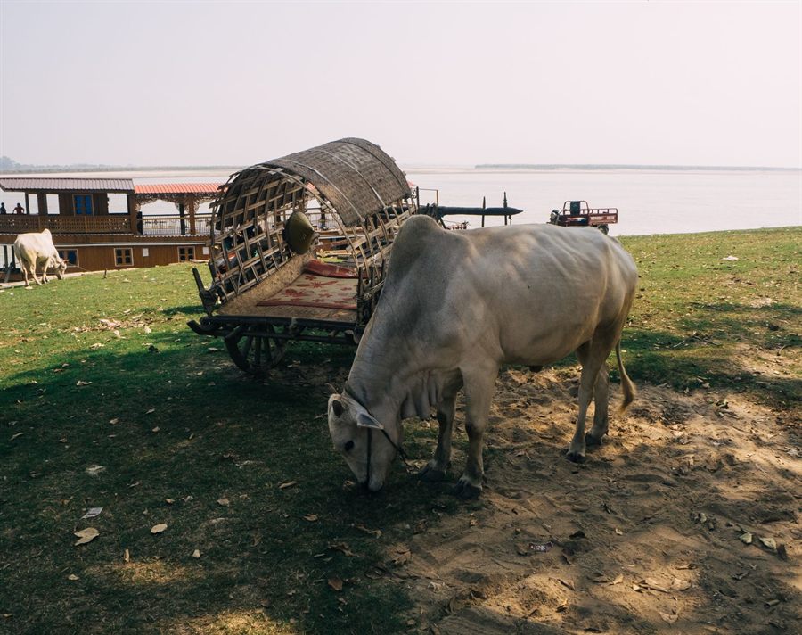Ox grazing beside a wooden cart on a riverbank in rural Myanmar